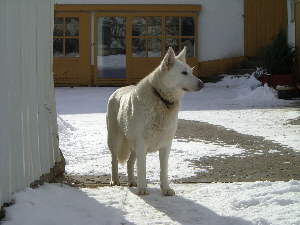 weißer Schäferhund Sira